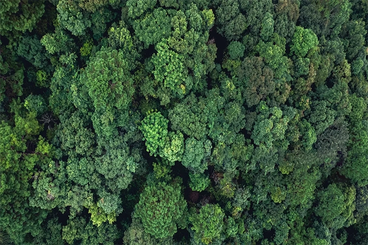 arbres dans une forêt vus d'en haut